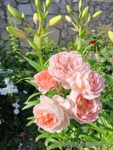 Abraham Darby Abraham Darby