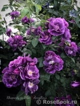 Rhapsody in Blue Rhapsody in Blue