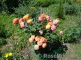 Gartenspass ® Gartenspass ®