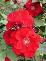 Roter Korsar Roter Korsar