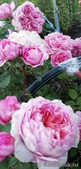 Eisvogel ® Eisvogel ®