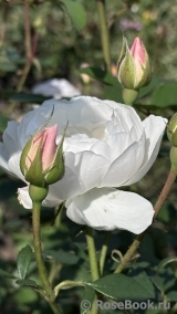 Desdemona Desdemona