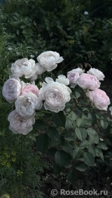 Desdemona Desdemona