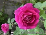 Frl. Maria von Jever Frl. Maria von Jever