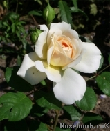 Crocus Rose® Crocus Rose®