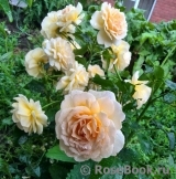 Lions Rose Lions Rose