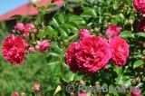 Excelsa Excelsa