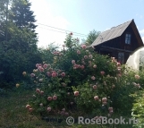 Abraham Darby Abraham Darby