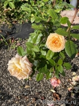 Barock