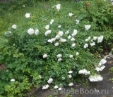 White Meidiland White Meidiland