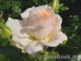 Chandos Beauty Chandos Beauty