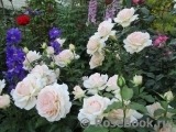 Chandos Beauty Chandos Beauty