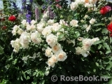 Chandos Beauty Chandos Beauty