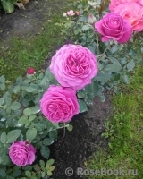 Scent of Woman ® Scent of Woman ®