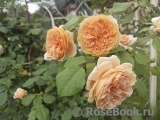 Crown Princess Margareta® Crown Princess Margareta®