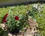 Rose Brouilly ® Rose Brouilly ®