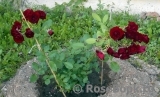 Rose Brouilly ® Rose Brouilly ®