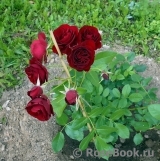 Rose Brouilly ® Rose Brouilly ®
