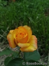 Mohana ® Mohana ®