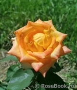 Mohana ® Mohana ®