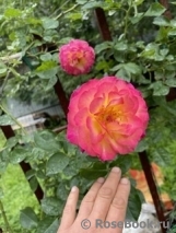 Rosa Le Rosier De La Memoire Rosa Le Rosier De La Memoire