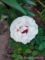 Brideside