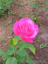 Diane De Poitiers