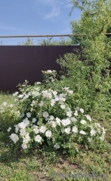 Morden Snowbeauty Morden Snowbeauty