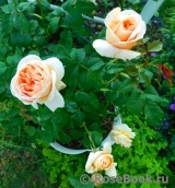 Floriana