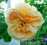 Floriana