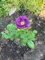 Rhapsody in Blue 