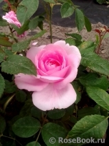 Gertrude Jekyll Gertrude Jekyll