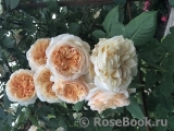 Apricot Sky ®
