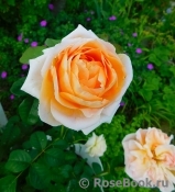 Floriana