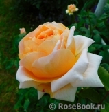 Floriana