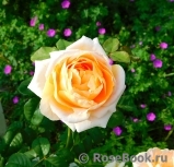 Floriana