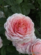 Romantic Antike Freelander ®
