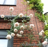 Penny Lane