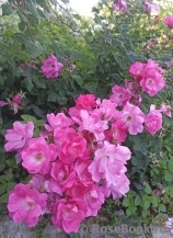 Double Pink Knock Out