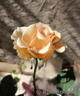 Eventail d'Or