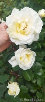 Mentor-Rose