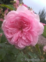 Blush ™ Winterjewel ® Blush ™ Winterjewel ®