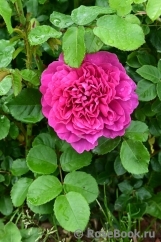 Princess Anne 