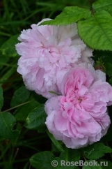 Jacques Cartier
