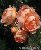Lady of Shalott Lady of Shalott