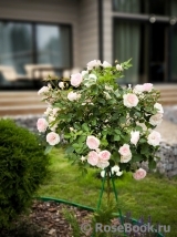 Morden Blush