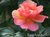 Sorbet Fruite Sorbet Fruite