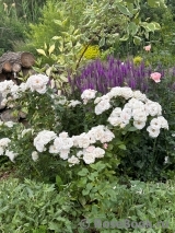 Aspirin Rose