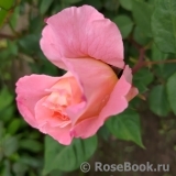 Augusta Luise