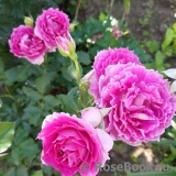 Sheherazade